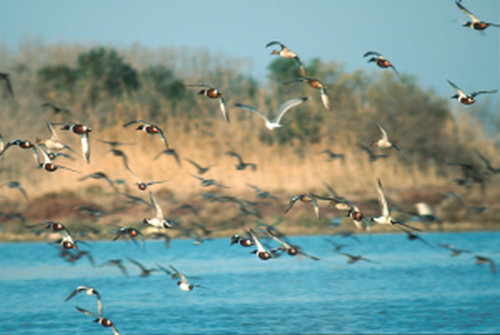 Venezia - Parco Laguna Nord